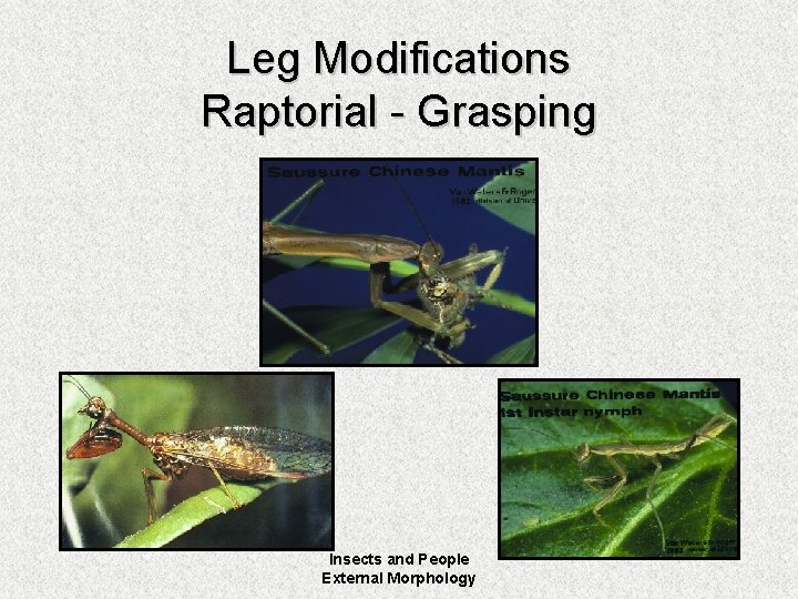 Leg Modifications Raptorial - Grasping Insects and People External Morphology 