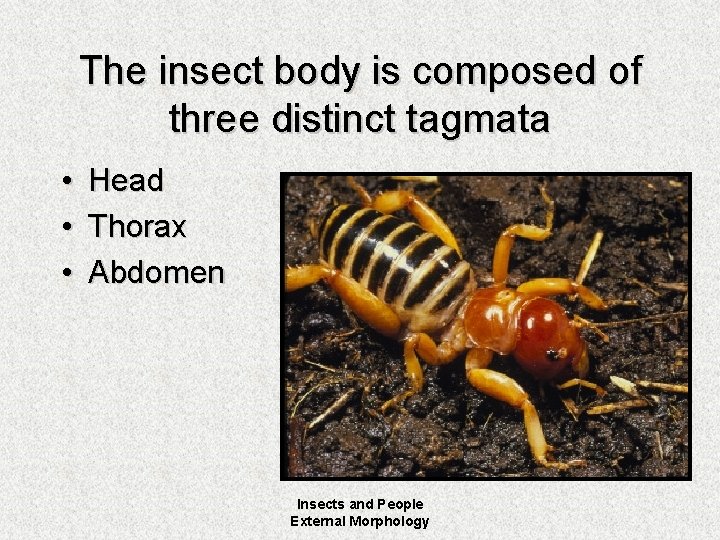 The insect body is composed of three distinct tagmata • • • Head Thorax