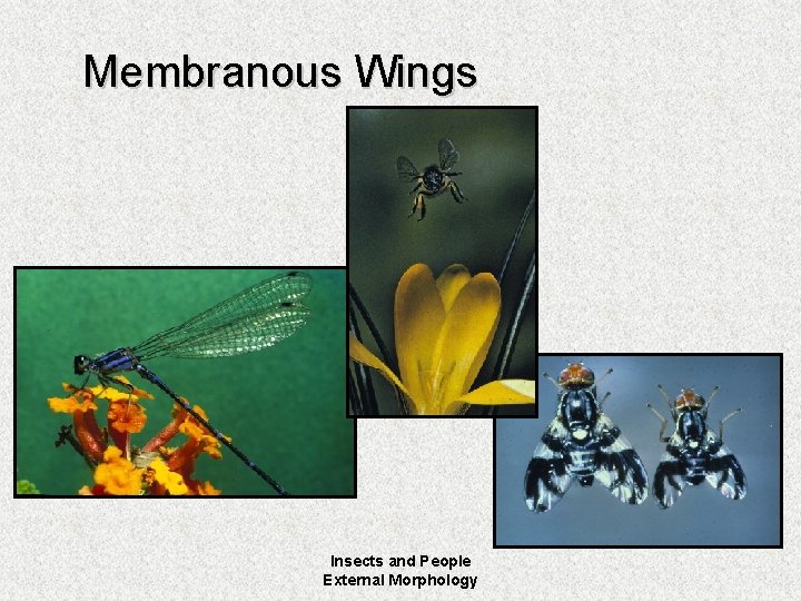 Membranous Wings Insects and People External Morphology 