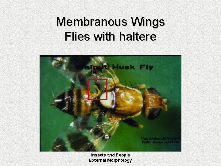 Membranous Wings Flies with haltere Insects and People External Morphology 