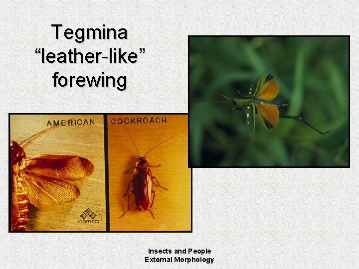 Tegmina “leather-like” forewing Insects and People External Morphology 