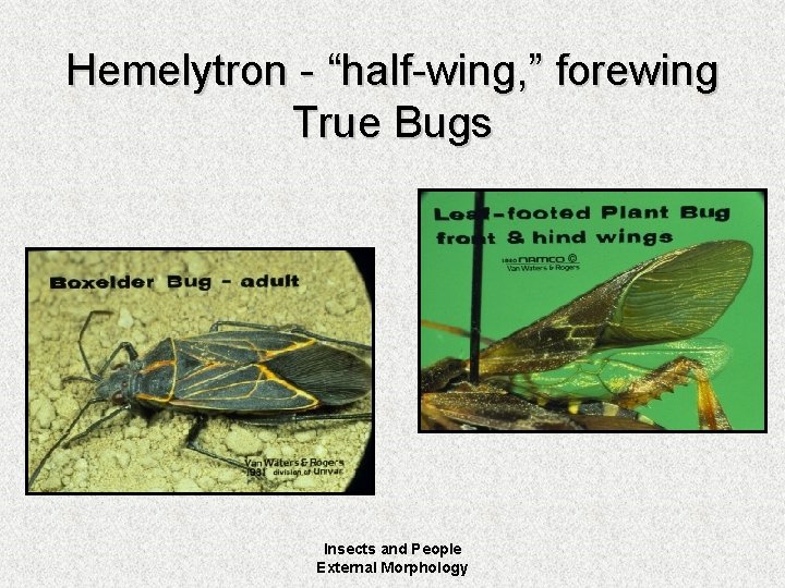 Hemelytron - “half-wing, ” forewing True Bugs Insects and People External Morphology 