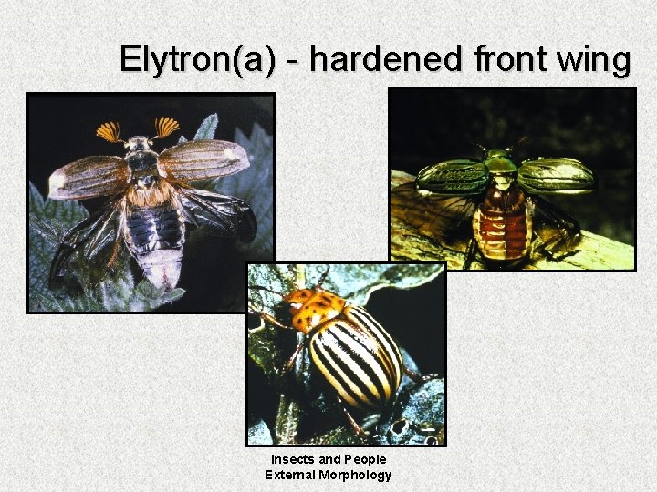 Elytron(a) - hardened front wing Insects and People External Morphology 