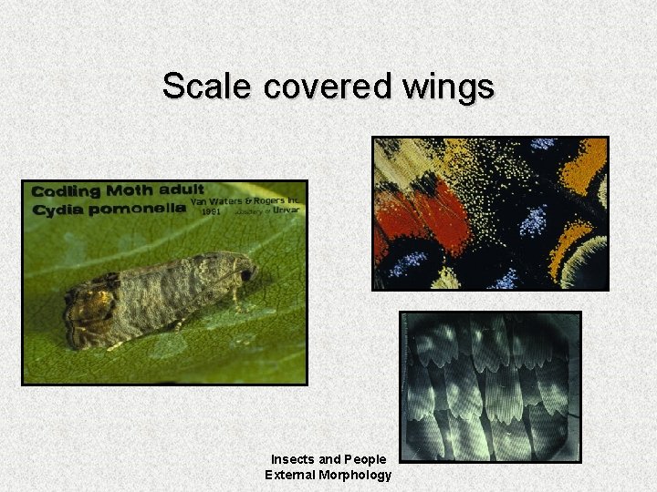 Scale covered wings Insects and People External Morphology 