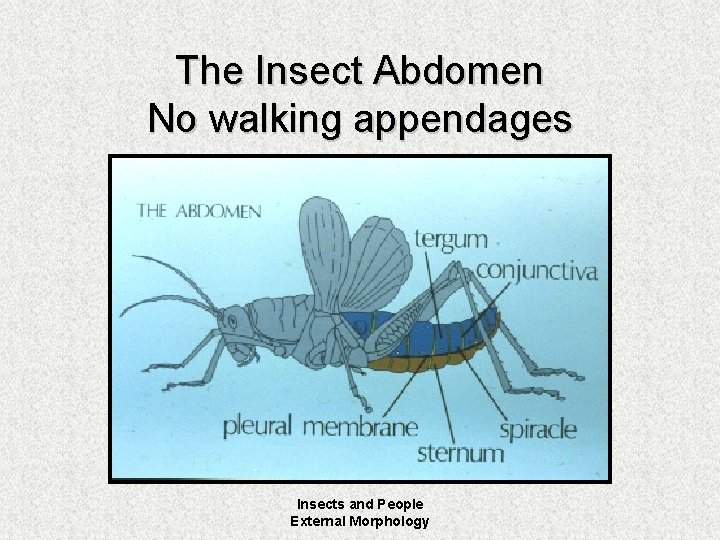 The Insect Abdomen No walking appendages Insects and People External Morphology 