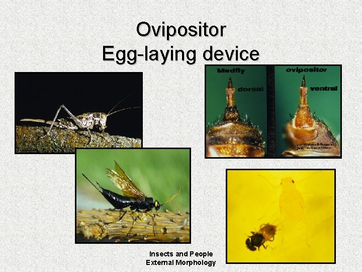 Ovipositor Egg-laying device Insects and People External Morphology 