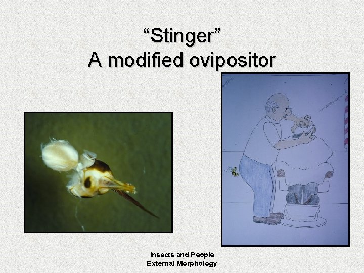 “Stinger” A modified ovipositor Insects and People External Morphology 