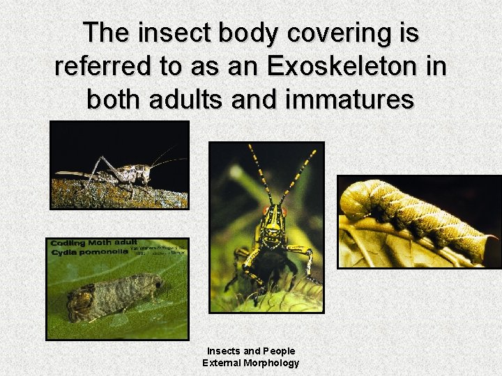 The insect body covering is referred to as an Exoskeleton in both adults and