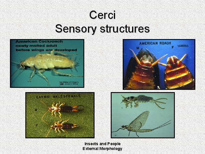 Cerci Sensory structures Insects and People External Morphology 