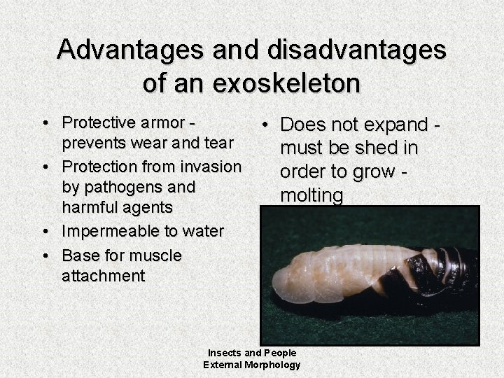 Advantages and disadvantages of an exoskeleton • Protective armor prevents wear and tear •