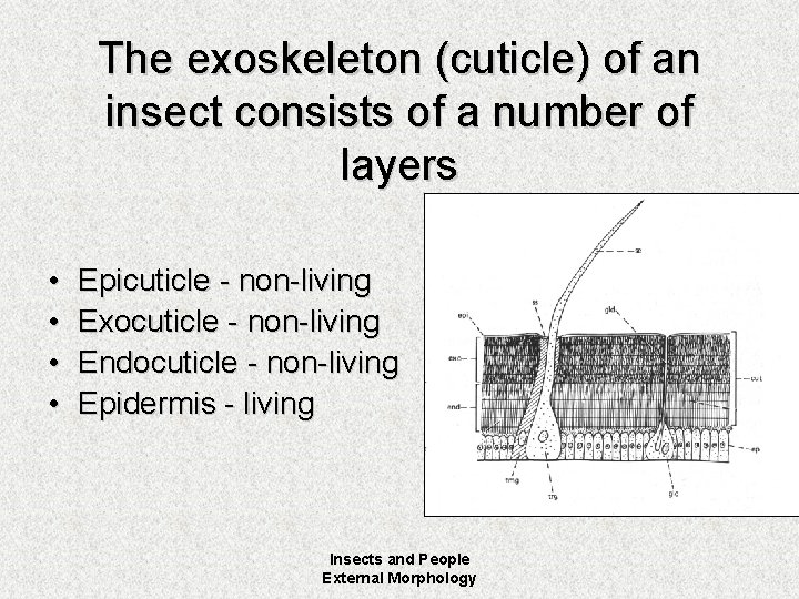 The exoskeleton (cuticle) of an insect consists of a number of layers • •