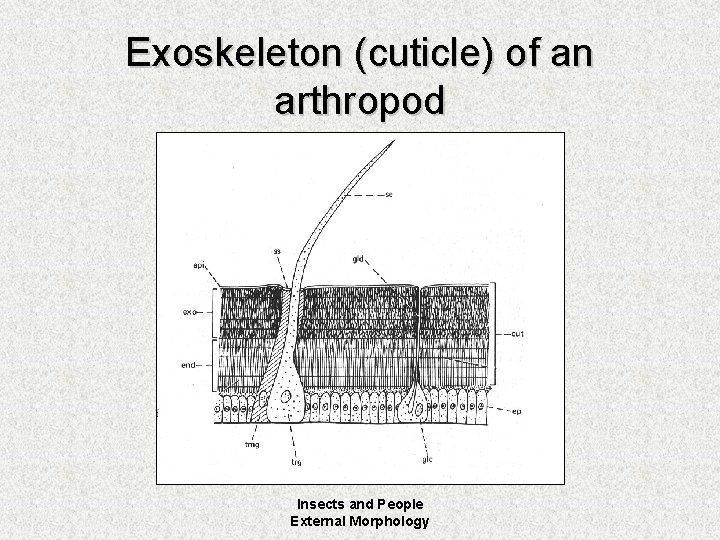 Exoskeleton (cuticle) of an arthropod Insects and People External Morphology 