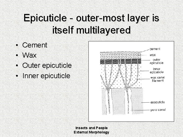 Epicuticle - outer-most layer is itself multilayered • • Cement Wax Outer epicuticle Inner