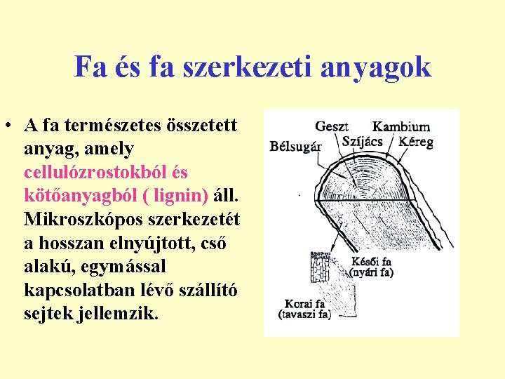Fa és fa szerkezeti anyagok • A fa természetes összetett anyag, amely cellulózrostokból és