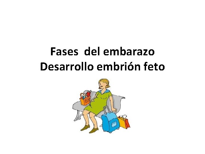 Fases del embarazo Desarrollo embrión feto 