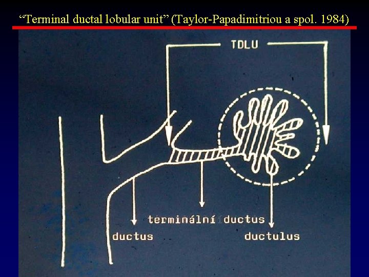 “Terminal ductal lobular unit” (Taylor-Papadimitriou a spol. 1984) 