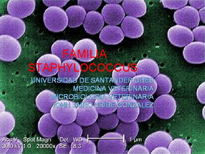 FAMILIA STAPHYLOCOCCUS UNIVERSIDAD DE SANTANDER UDES MEDICINA VETERINARIA MICROBIOLOGIA VETERINARIA JOHN JAIRO URIBE GONZALEZ