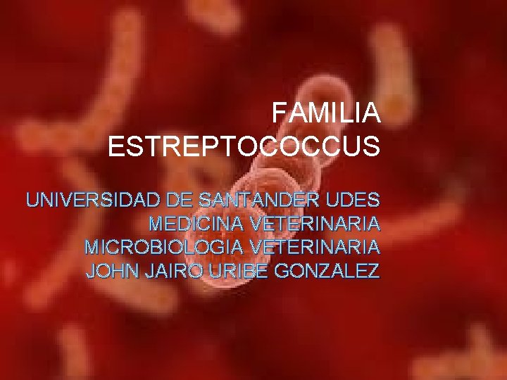 FAMILIA ESTREPTOCOCCUS UNIVERSIDAD DE SANTANDER UDES MEDICINA VETERINARIA MICROBIOLOGIA VETERINARIA JOHN JAIRO URIBE GONZALEZ