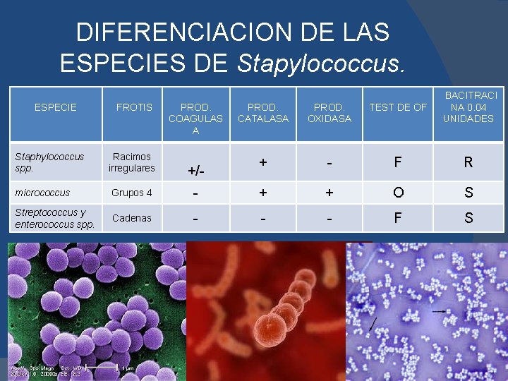 DIFERENCIACION DE LAS ESPECIES DE Stapylococcus. ESPECIE Staphylococcus spp. FROTIS Racimos irregulares PROD. COAGULAS
