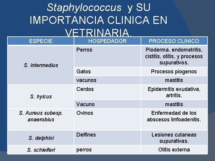 Staphylococcus y SU IMPORTANCIA CLINICA EN VETRINARIA. ESPECIE HOSPEDADOR Perros Pioderma, endometritis, cistitis, otitis,