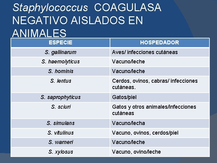 Staphylococcus COAGULASA NEGATIVO AISLADOS EN ANIMALES ESPECIE S. gallinarum HOSPEDADOR Aves/ infecciones cutáneas S.