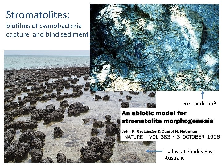 Stromatolites: biofilms of cyanobacteria capture and bind sediment Pre-Cambrian? Today, at Shark’s Bay, Australia