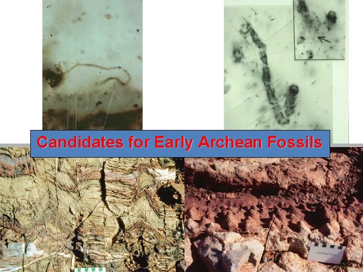 Candidates for Early Archean Fossils 