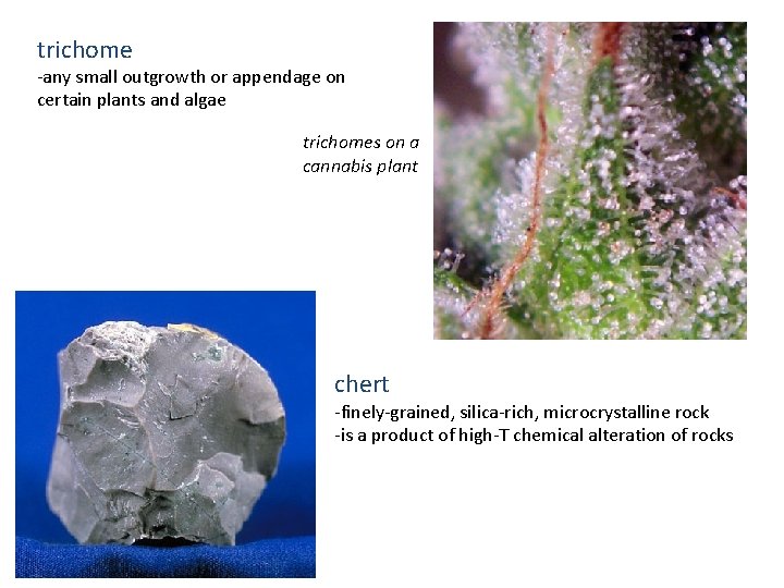 trichome -any small outgrowth or appendage on certain plants and algae trichomes on a