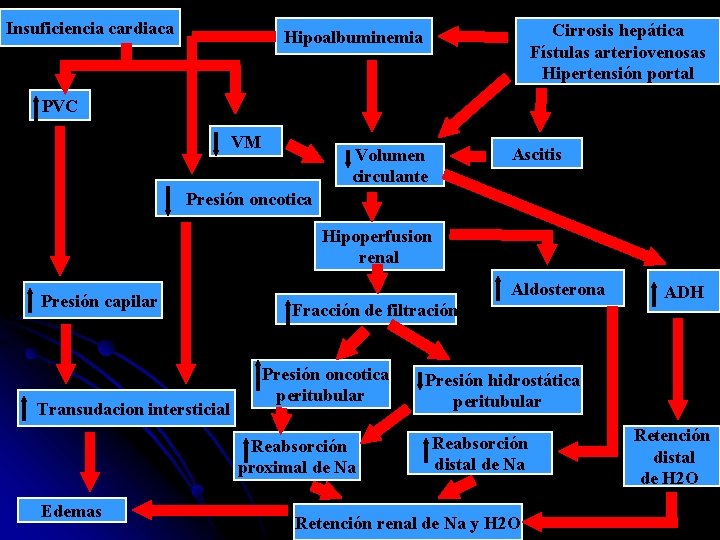 Insuficiencia cardiaca Cirrosis hepática Fístulas arteriovenosas Hipertensión portal Hipoalbuminemia PVC VM Ascitis Volumen circulante