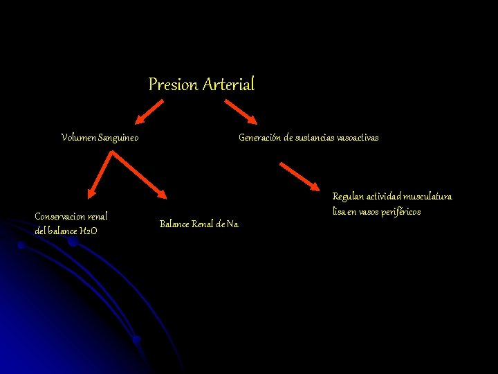 Presion Arterial Volumen Sanguineo Conservacion renal del balance H 2 O Generación de sustancias
