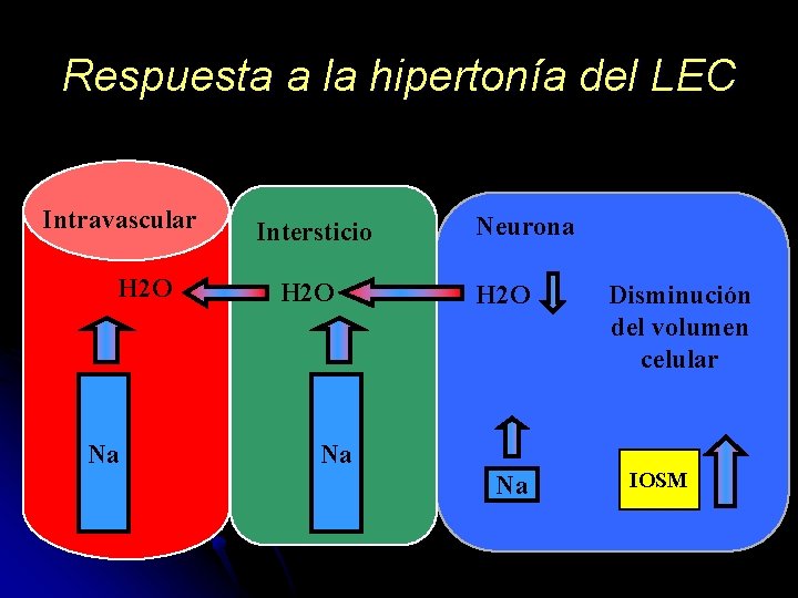 Respuesta a la hipertonía del LEC Intravascular H 2 O Na Intersticio H 2