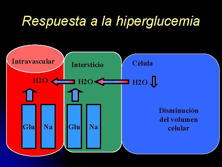 Respuesta a la hiperglucemia Intravascular H 2 O Glu Na Intersticio H 2 O