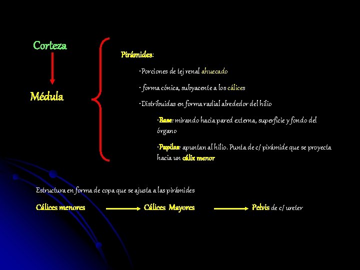Corteza Pirámides: • Porciones de tej renal ahuecado Médula • forma cónica, subyacente a