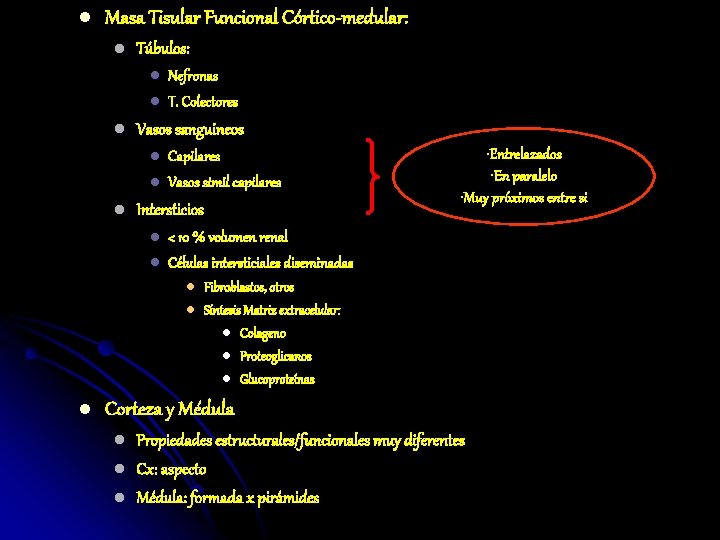 l Masa Tisular Funcional Córtico-medular: l Túbulos: l l l Vasos sanguineos l l