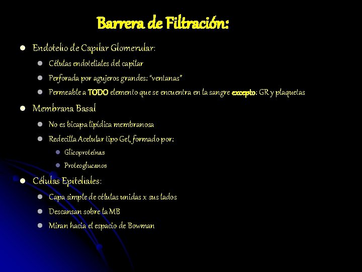 Barrera de Filtración: l Endotelio de Capilar Glomerular: l l Células endoteliales del capilar