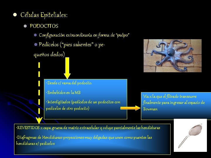 l Células Epiteliales: l PODOCITOS l Configuración extraordinaria en forma de “pulpo” l Pedícelos