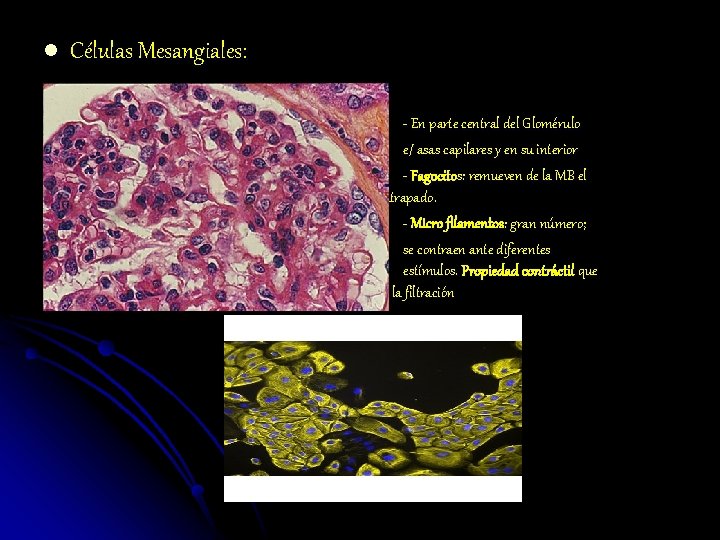 l Células Mesangiales: - En parte central del Glomérulo e/ asas capilares y en
