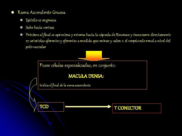 l Rama Ascendente Gruesa l l l Epitelio se engruesa Sube hacia corteza Próximo