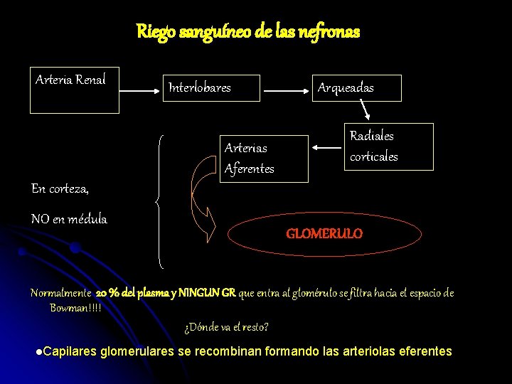Riego sanguíneo de las nefronas Arteria Renal Interlobares Arterias Aferentes Arqueadas Radiales corticales En