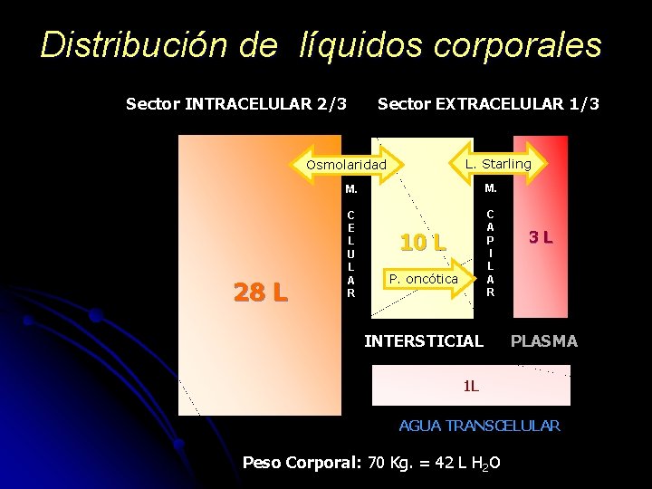 Distribución de líquidos corporales Sector INTRACELULAR 2/3 Sector EXTRACELULAR 1/3 L. Starling Osmolaridad 28