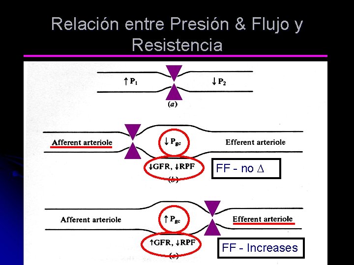 Relación entre Presión & Flujo y Resistencia FF - no D FF - Increases