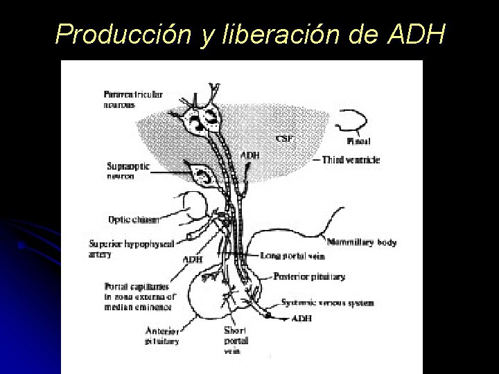Producción y liberación de ADH 