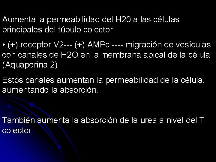 Aumenta la permeabilidad del H 20 a las células principales del túbulo colector: •