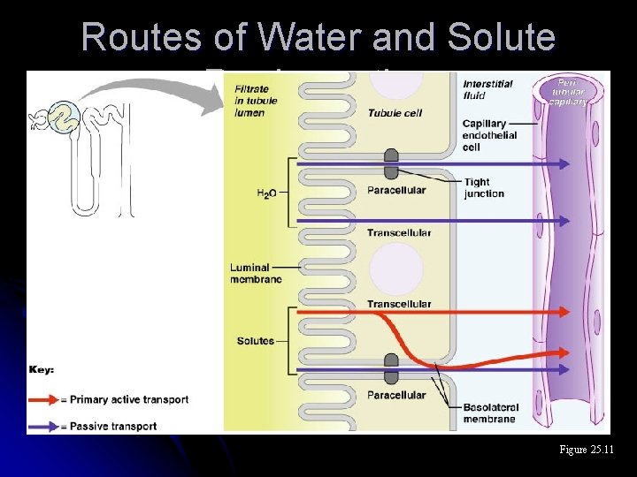 Routes of Water and Solute Reabsorption Figure 25. 11 