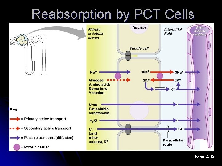 Reabsorption by PCT Cells Figure 25. 12 