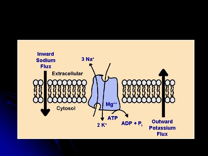 Inward Sodium Flux 3 Na+ Mg++ ATP 2 K+ ADP + Pi Outward Potassium