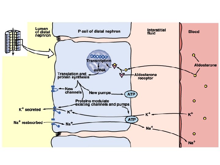 Principal cells & aldosterone 