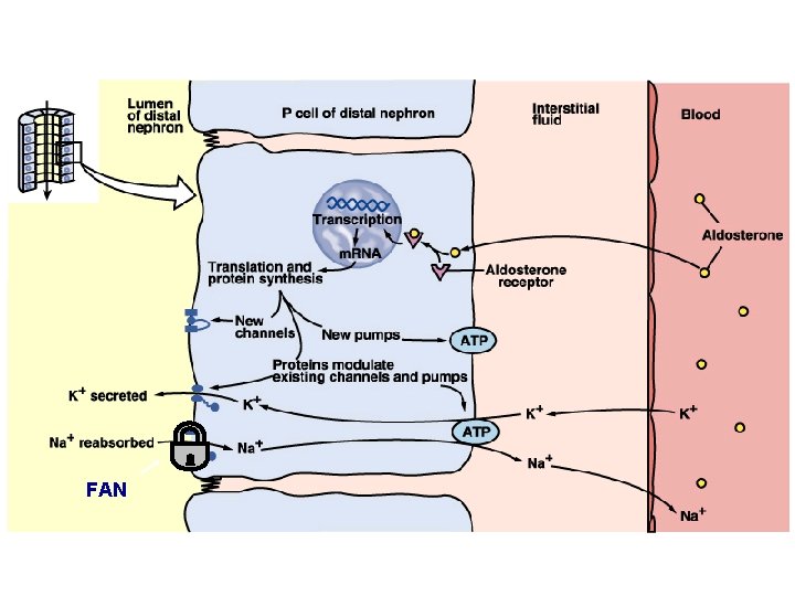 Principal cells & aldosterone FAN 