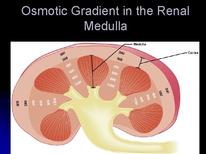 Osmotic Gradient in the Renal Medulla Figure 25. 13 
