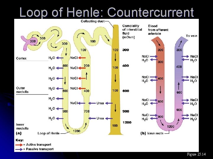 Loop of Henle: Countercurrent Mechanism Figure 25. 14 